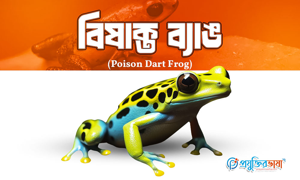 বিষাক্ত ব্যাঙ (Poison Dart Frog)