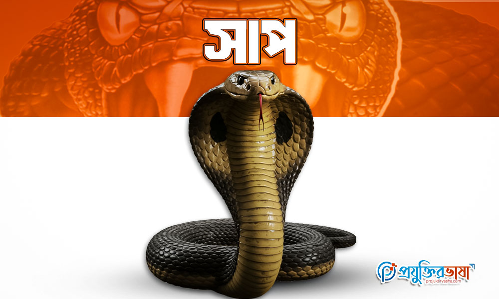 সাপ
