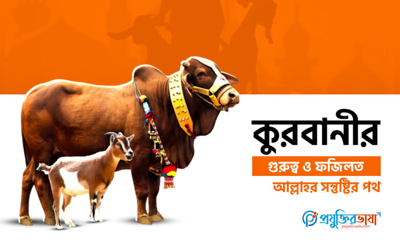 কুরবানীর গুরুত্ব ও ফজিলত: আল্লাহর সন্তুষ্টির পথ