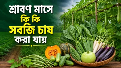 শ্রাবণ মাসে কি কি সবজি চাষ করা যায়